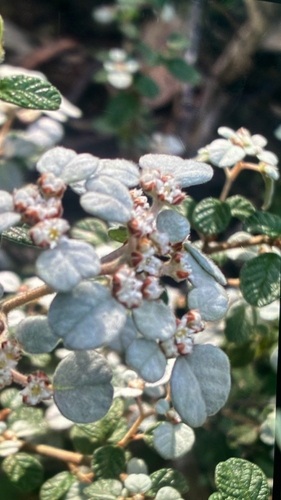 Australian dusty miller