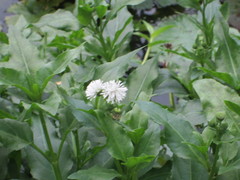 Gymnocoronis spilanthoides