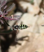 iNaturalist observation photo of Large-tailed Aphideater