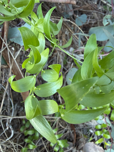 Cape Smilax
