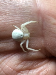 Misumena vatia