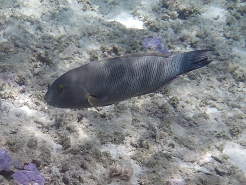 Thalassoma ballieui observed 2026-07-19