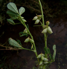 Melilotus messanensis