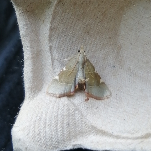 Hypsopygia fulvocilialis