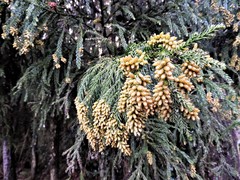 Cryptomeria japonica