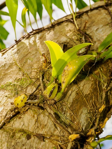 Bulbophyllum longiflorum observed 2026-07-20