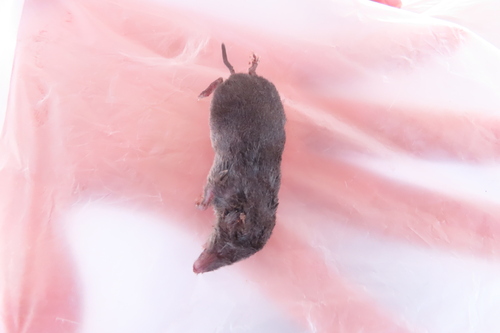North American Least Shrew observed by oliverkomar