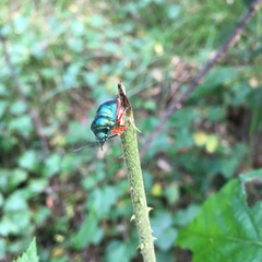Lampromicra