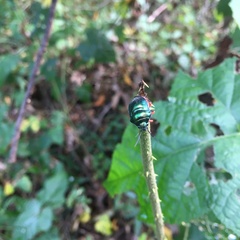 Lampromicra