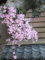 Dendrobium aphyllum