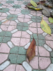 Ficus microcarpa microcarpa