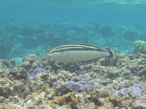 Coris flavovittata observed 2026-07-19