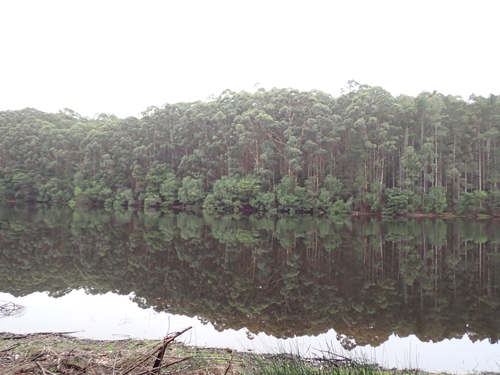 Eucalyptus diversicolor, photograph 5