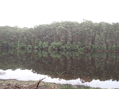 Eucalyptus diversicolor, photograph (c) Em Lamond, some rights reserved (CC BY)