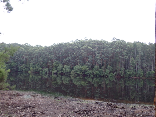 Eucalyptus diversicolor, photograph 6