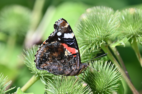 Red Admiral