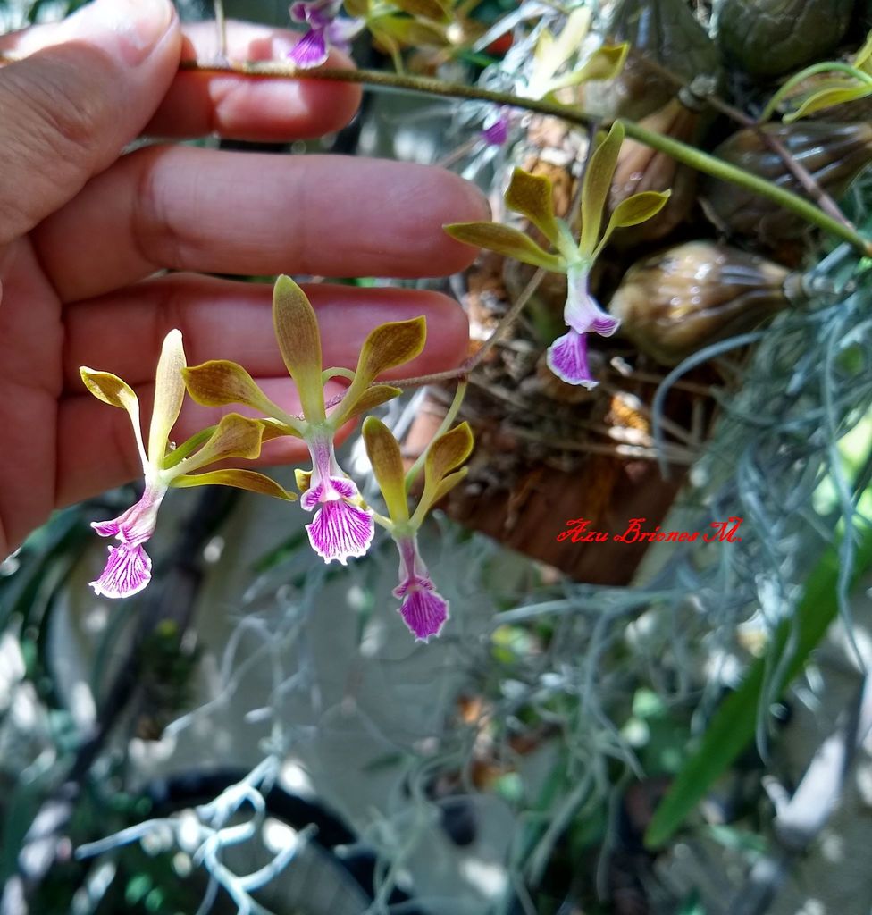 Encyclia replicata (Lindl. & Paxton) Schltr.