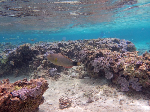 Thalassoma ballieui observed 2026-07-19