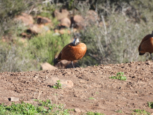 iNaturalist image