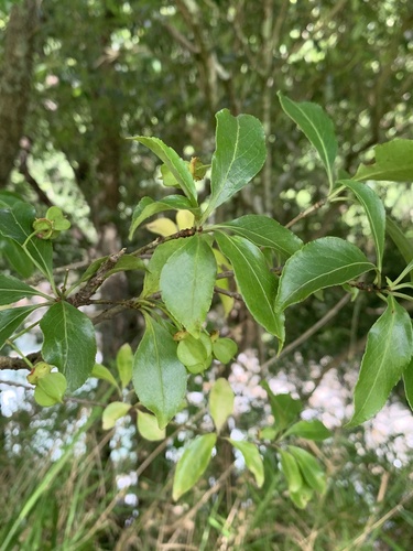 Euonymus carnosus observed 2026-07-20