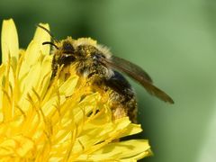 Andrena haemorrhoa