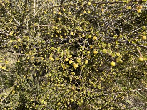 Phyllanthus microcladus, 2026-07-20