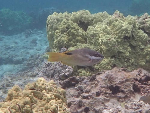Bodianus albotaeniatus observed 2026-07-19