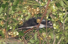 Anomalurus derbianus