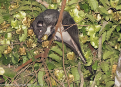 Anomalurus derbianus