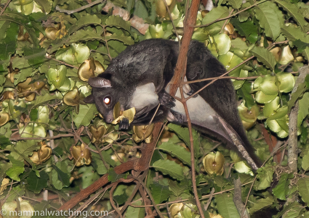 Lord Derby's Scaly-Tailed Squirrel