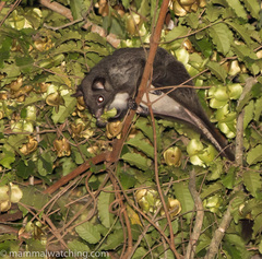 Anomalurus derbianus