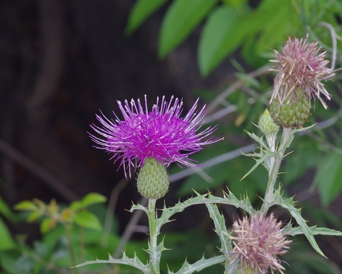 Cirsium ochrocentrum, photograph 5