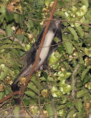 Anomalurus derbianus