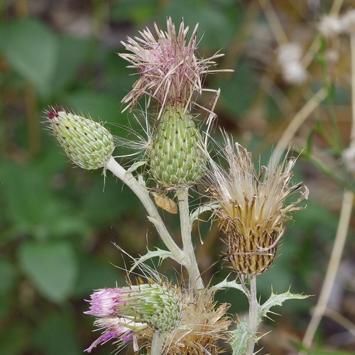 Cirsium ochrocentrum, photograph 4