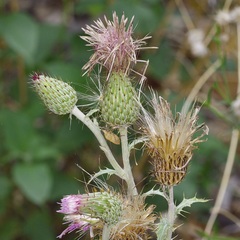 (c) Michelle W. (鍾偉瑋), some rights reserved (CC BY) Cirsium ochrocentrum, photograph (c) Michelle W. (鍾偉瑋), some rights reserved (CC BY)