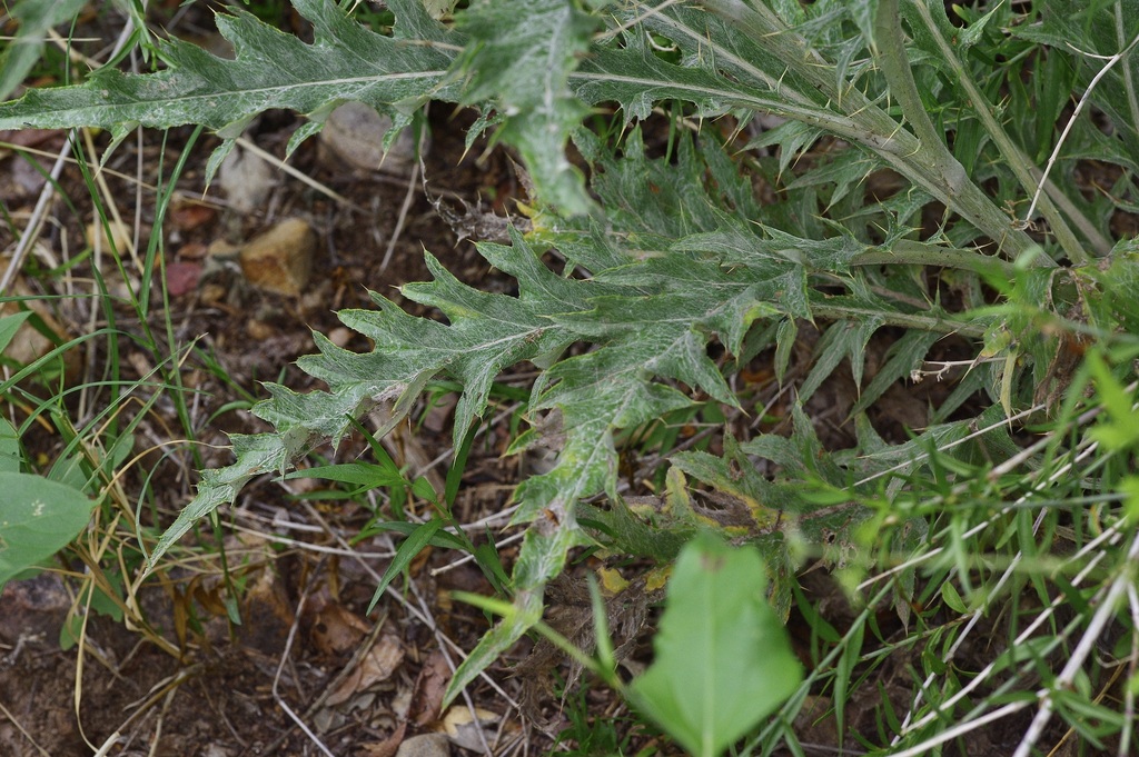 Cirsium ochrocentrum; photograph (c) Michelle W. (鍾偉瑋), some rights reserved (CC BY)