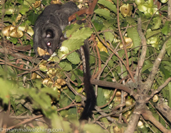 Anomalurus derbianus