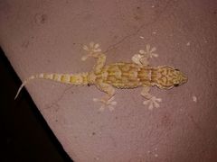 Tarentola annularis