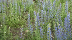 Echium vulgare