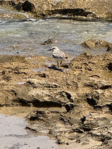 iNaturalist image