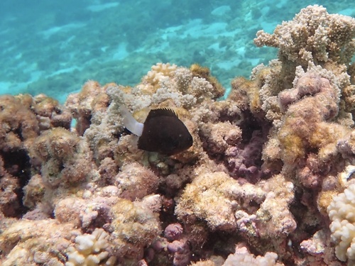 Chromis hanui observed 2026-07-19