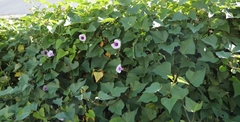 Ipomoea batatas