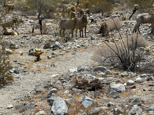 iNaturalist observation photo of Bighorn Sheep