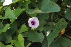 Ipomoea batatas