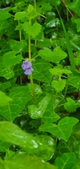 Glechoma hederacea