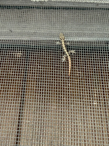 Lepidodactylus lugubris observed 2026-07-19