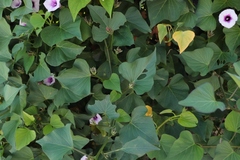 Ipomoea batatas