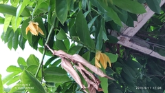 Artabotrys hexapetalus