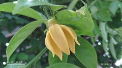 Artabotrys hexapetalus