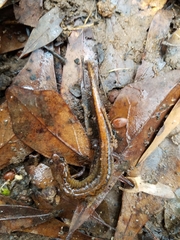 Plethodon websteri